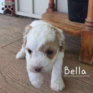 Bella, Cavapoo Puppy
