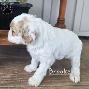 Bella, Cavapoo Puppy
