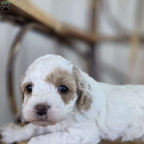 Bella, Cavapoo Puppy