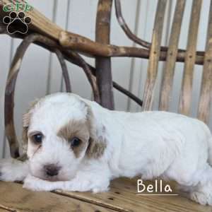 Bella, Cavapoo Puppy