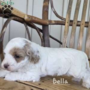 Bella, Cavapoo Puppy