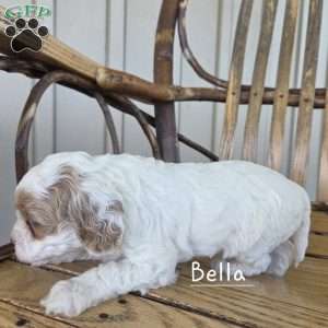 Bella, Cavapoo Puppy