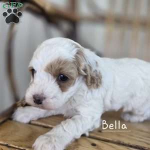 Bella, Cavapoo Puppy