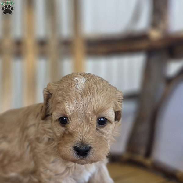 Brooke, Cavapoo Puppy