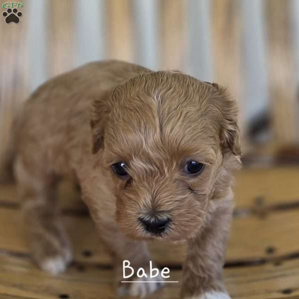 Babe, Cavapoo Puppy