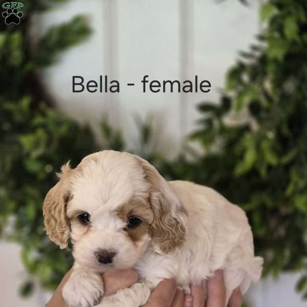 Bella, Cavapoo Puppy