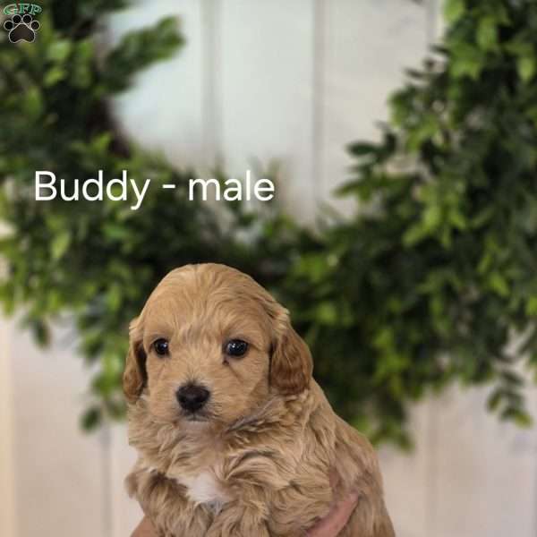 Buddy, Cavapoo Puppy