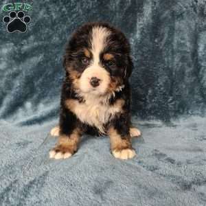 ZEUS, Bernese Mountain Dog Puppy