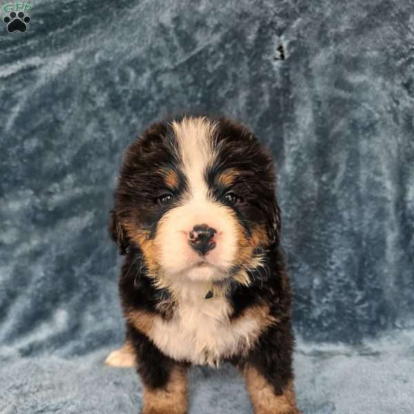 ZEUS, Bernese Mountain Dog Puppy