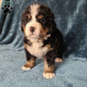 ZEUS, Bernese Mountain Dog Puppy