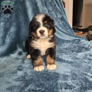 MELODY, Bernese Mountain Dog Puppy