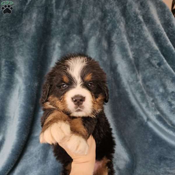 MELODY, Bernese Mountain Dog Puppy