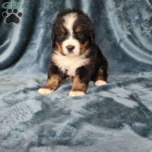 MELODY, Bernese Mountain Dog Puppy