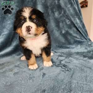 JULI, Bernese Mountain Dog Puppy