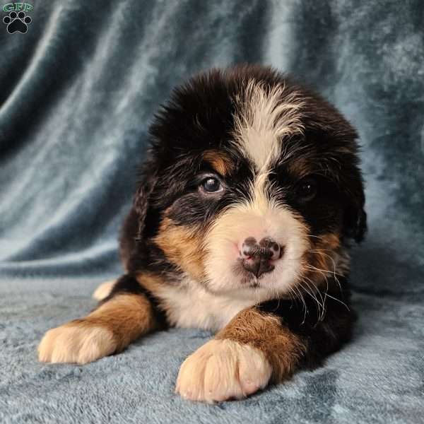 JULI, Bernese Mountain Dog Puppy