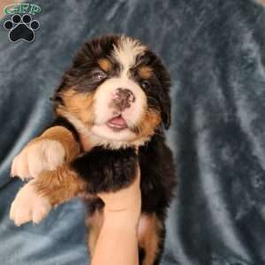 JULI, Bernese Mountain Dog Puppy