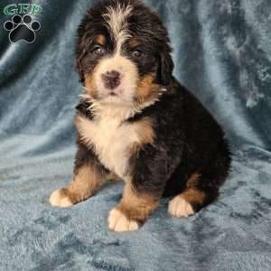 OSCAR, Bernese Mountain Dog Puppy