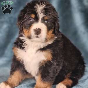 OSCAR, Bernese Mountain Dog Puppy