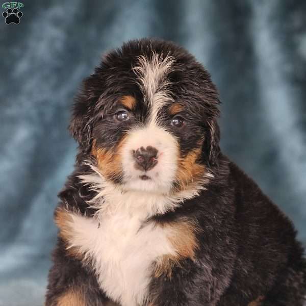 OSCAR, Bernese Mountain Dog Puppy