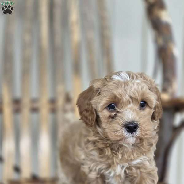 Brad, Cavapoo Puppy