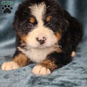 DANTE, Bernese Mountain Dog Puppy