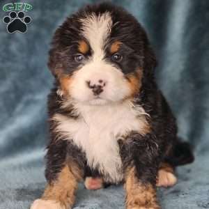 DANTE, Bernese Mountain Dog Puppy