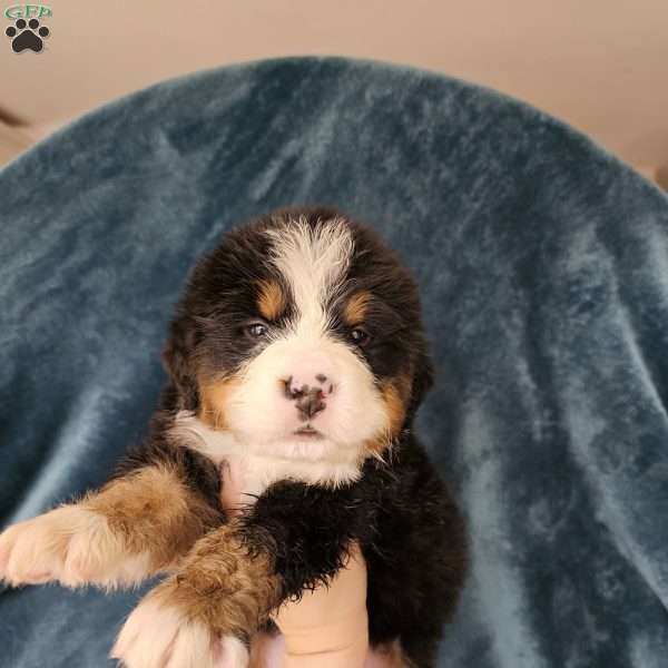 DANTE, Bernese Mountain Dog Puppy