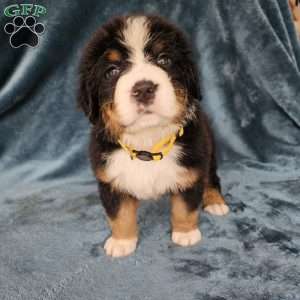 BELLA, Bernese Mountain Dog Puppy