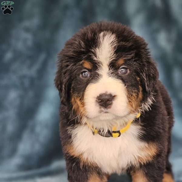 BELLA, Bernese Mountain Dog Puppy