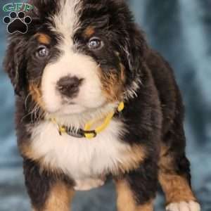 BELLA, Bernese Mountain Dog Puppy