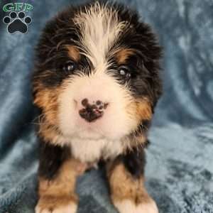 COOPER, Bernese Mountain Dog Puppy