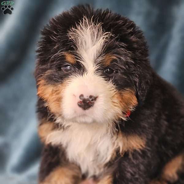 COOPER, Bernese Mountain Dog Puppy