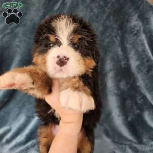 COOPER, Bernese Mountain Dog Puppy