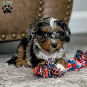 Ava, Cavapoo Puppy