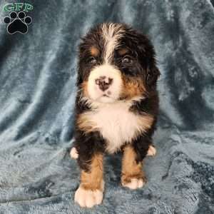 MARA, Bernese Mountain Dog Puppy