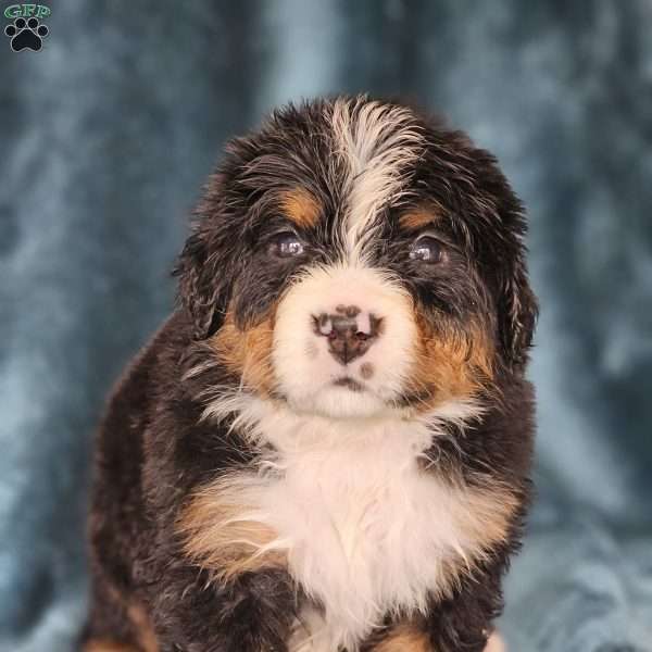 MARA, Bernese Mountain Dog Puppy