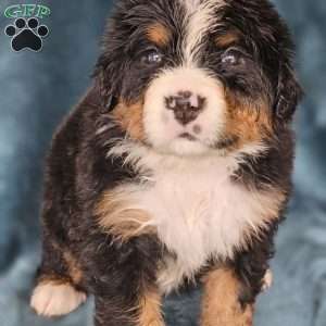 MARA, Bernese Mountain Dog Puppy