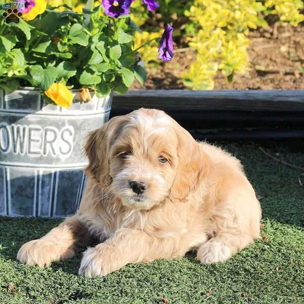 Abbie, Cockapoo Puppy