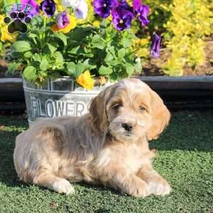 Abbie, Cockapoo Puppy