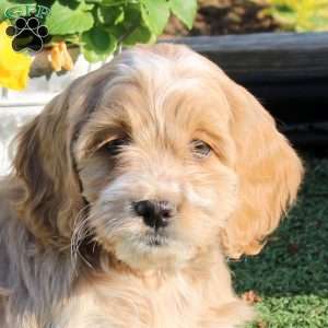 Abbie, Cockapoo Puppy