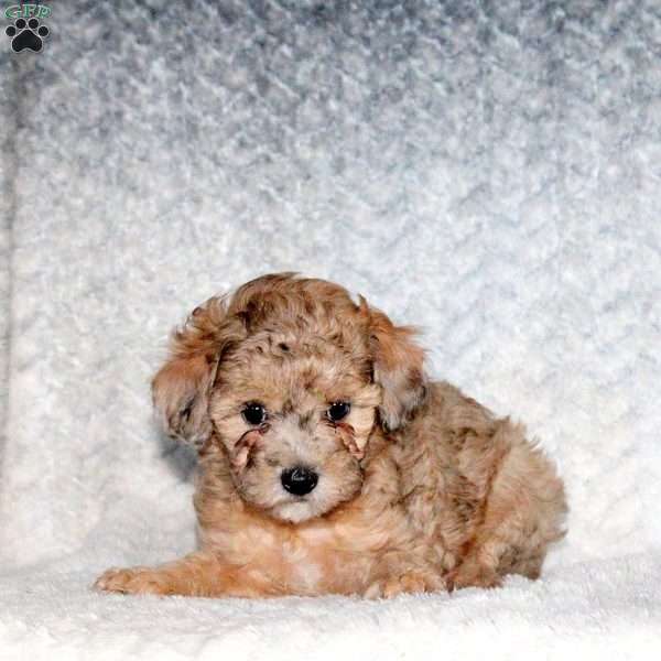 Abby, Miniature Poodle Puppy