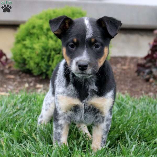 Abby, Blue Heeler Mix Puppy