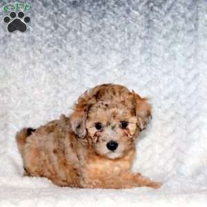 Abby, Miniature Poodle Puppy