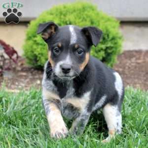 Abby, Blue Heeler Mix Puppy