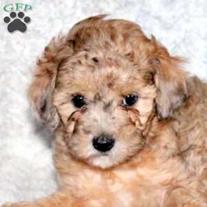 Abby, Miniature Poodle Puppy