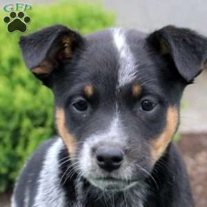 Abby, Blue Heeler Mix Puppy