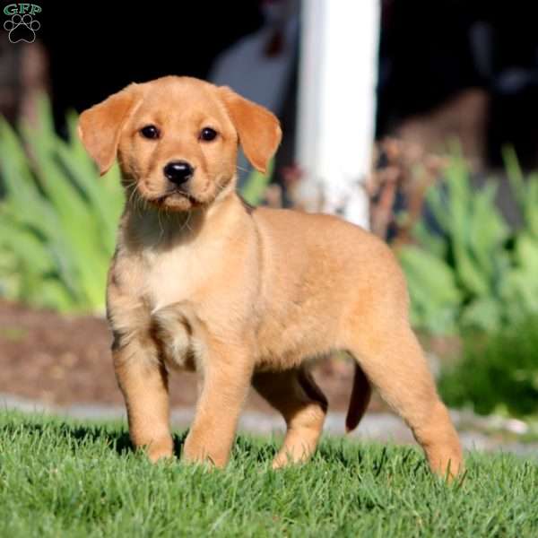 Abby, Fox Red Labrador Retriever Puppy