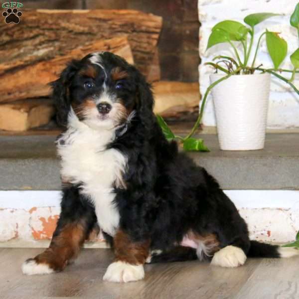 Abby, Bernedoodle Puppy