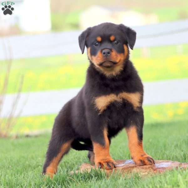 Abby, Rottweiler Puppy