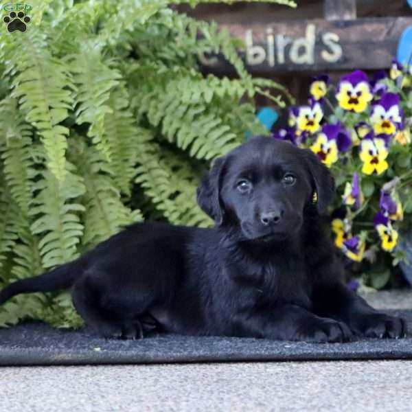 Abby, Black Labrador Retriever Puppy